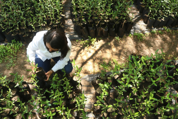 Gobierno de Tamaulipas reforestar&aacute; zona costera con mangle negro
