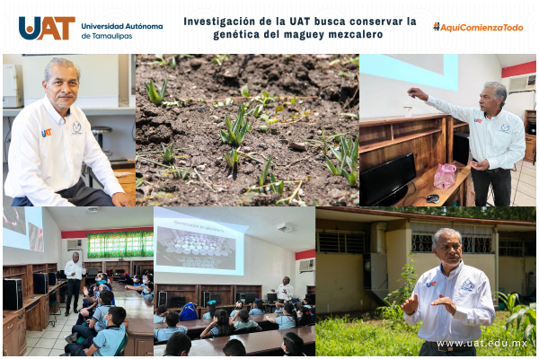Investigaci&oacute;n de la UAT busca conservar la gen&eacute;tica del maguey mezcalero