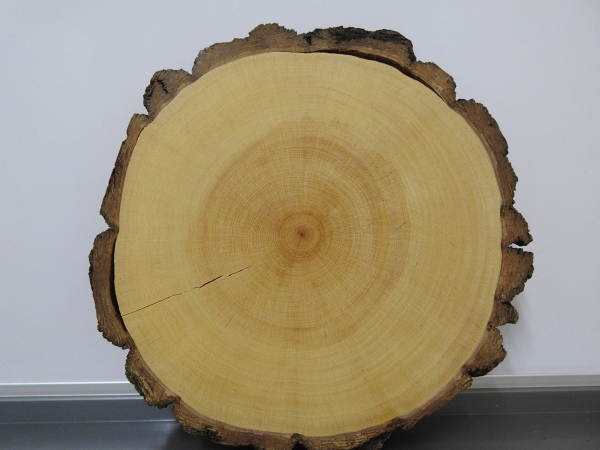 Analiza la UAT patrones de lluvia y efectos del cambio clim&aacute;tico en pinos pi&ntilde;oneros