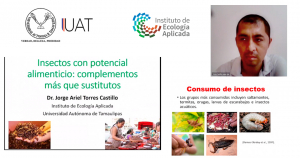 Promueve UAT cultura del  consumo de insectos comestibles