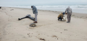 Rescata Comisi&oacute;n de Parques 40 tortugas verdes en playas
