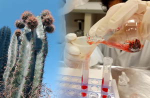 Analizan potencial antioxidante de la c&aacute;scara de pitaya