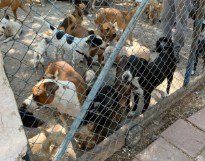 Gobierno de Matamoros e integrantes del Cabildo aplican Reglamento de Protecci&oacute;n Animal